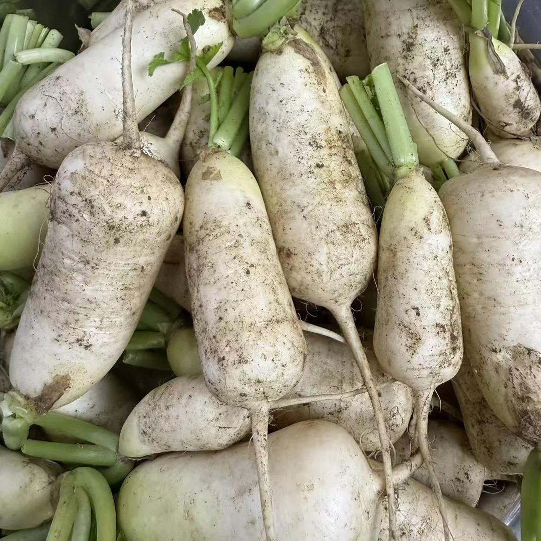 延边当地青年萝卜（4.5斤~5斤)