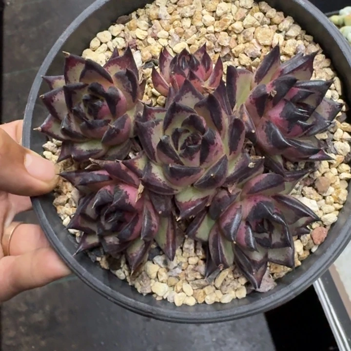 魔王 乌木 群生 一物一拍