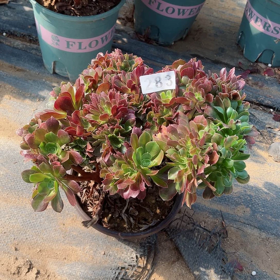 紫砂茶宠有断枝玫瑰朵朵283点