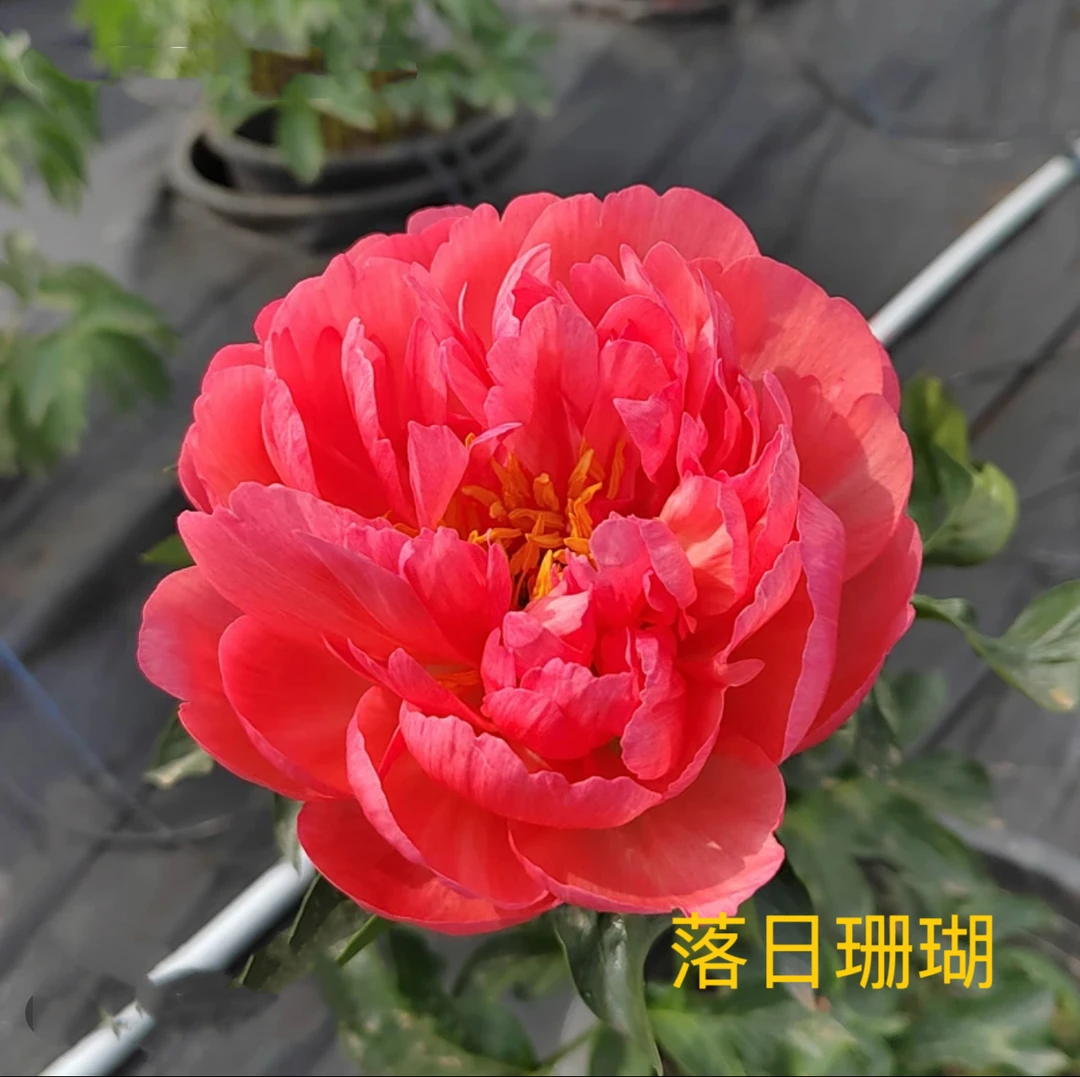 【变色落日珊瑚】芍药花苗地栽盆栽