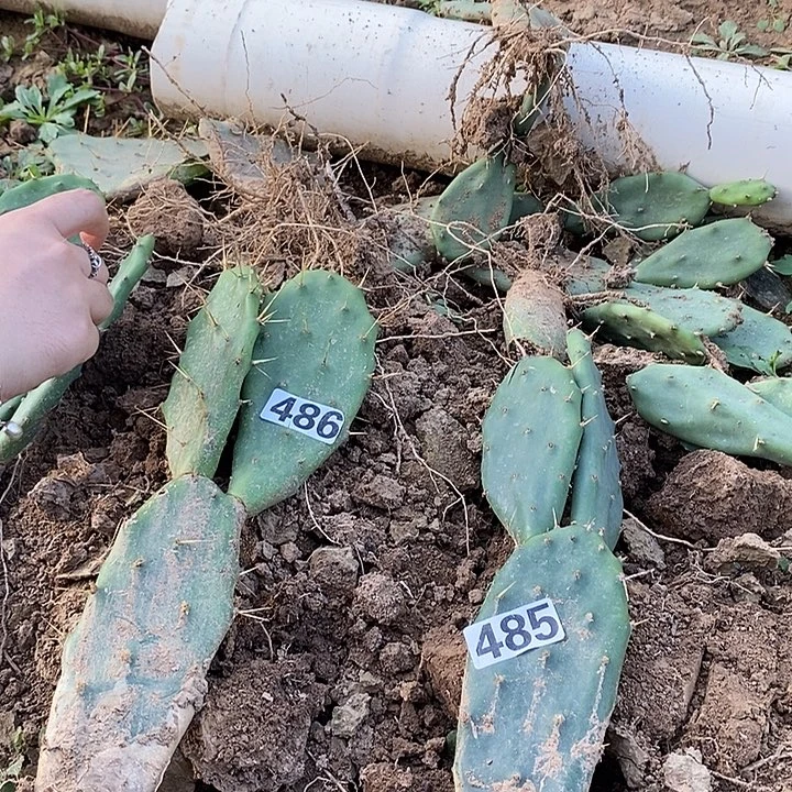 485黄大刺一拖二有根