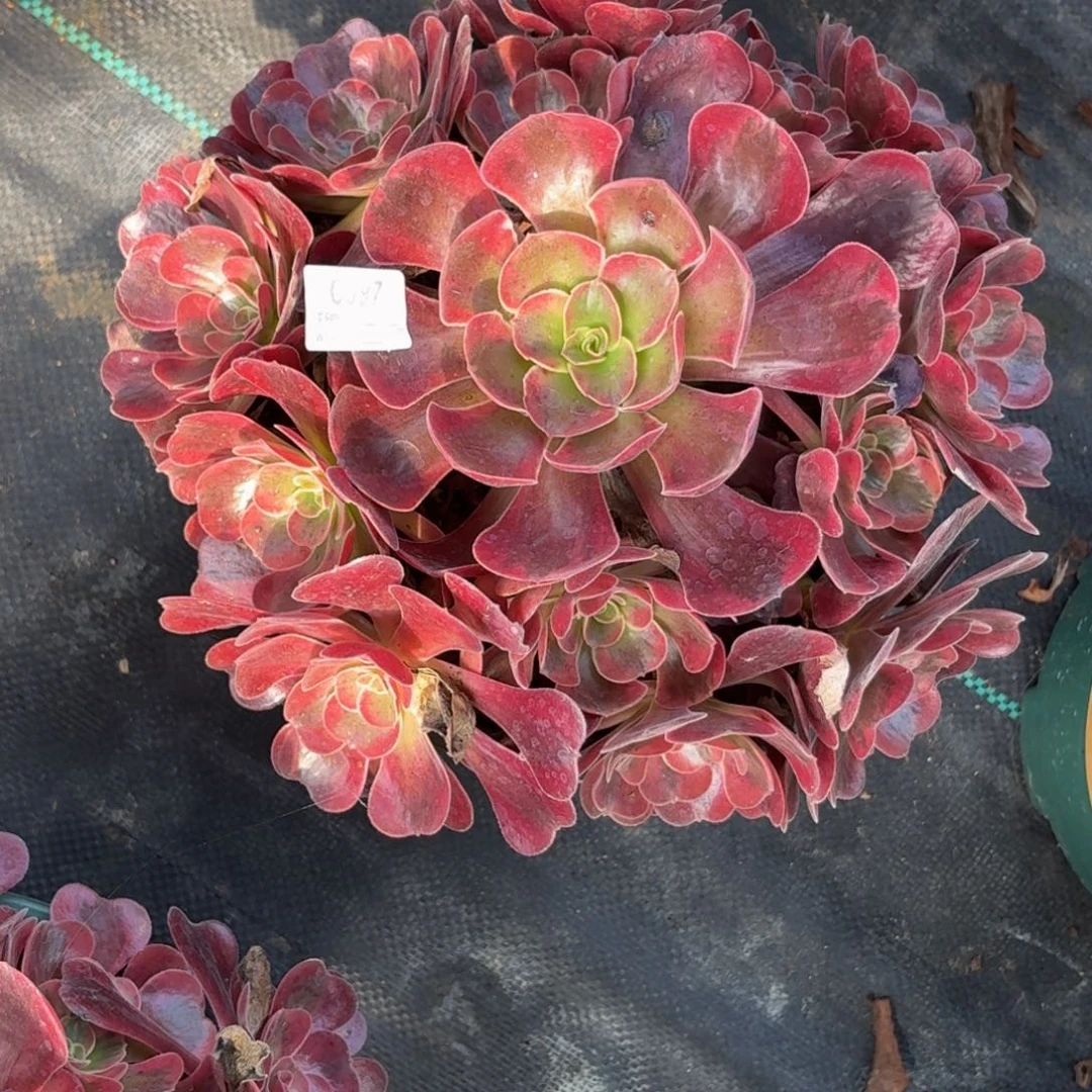 g***o397爱神多肉植物发货