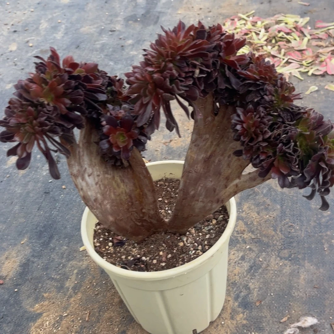 法师法师20法师法师