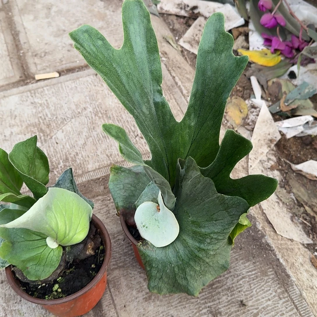 完全开放女王鹿角蕨