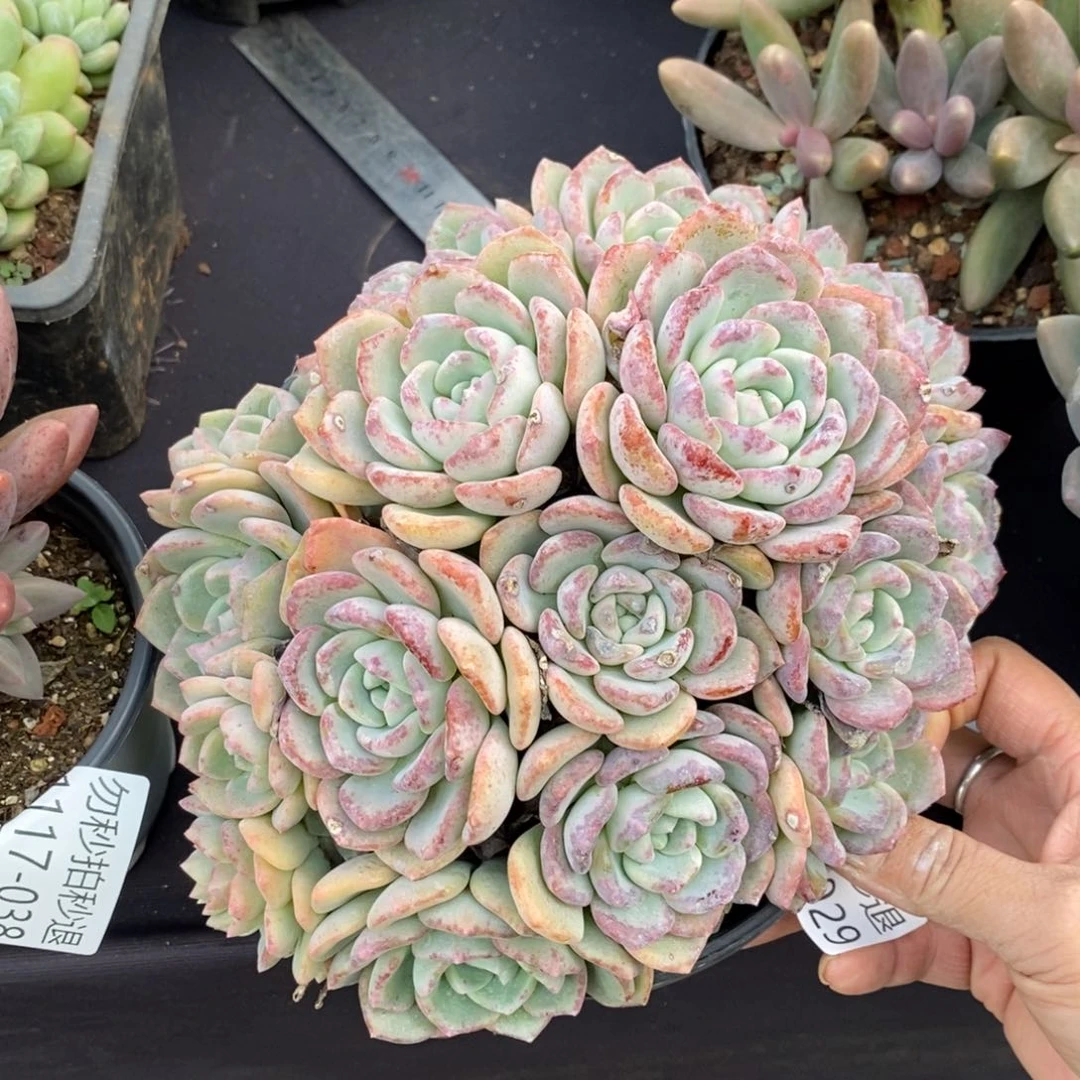 两单包邮1117-29千山雪