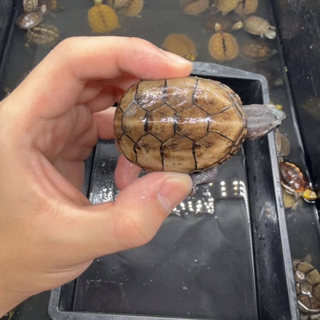 不分公母宠物龟果核