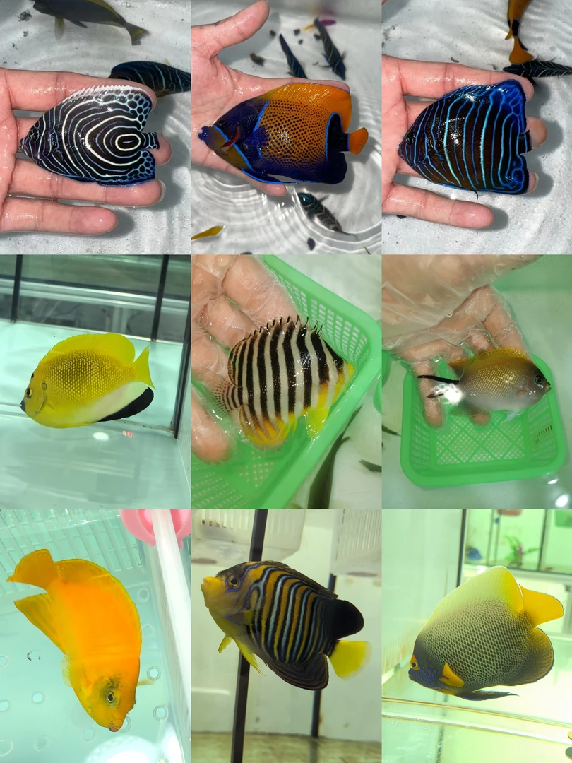 仙类海水观赏鱼以直播间拍的尺寸为准（附带开箱视频报损）