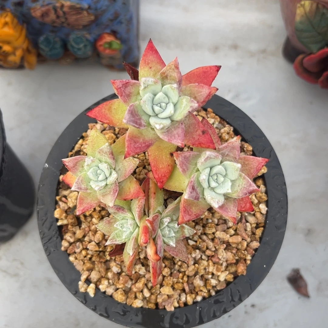 园艺流丹～一物一拍506