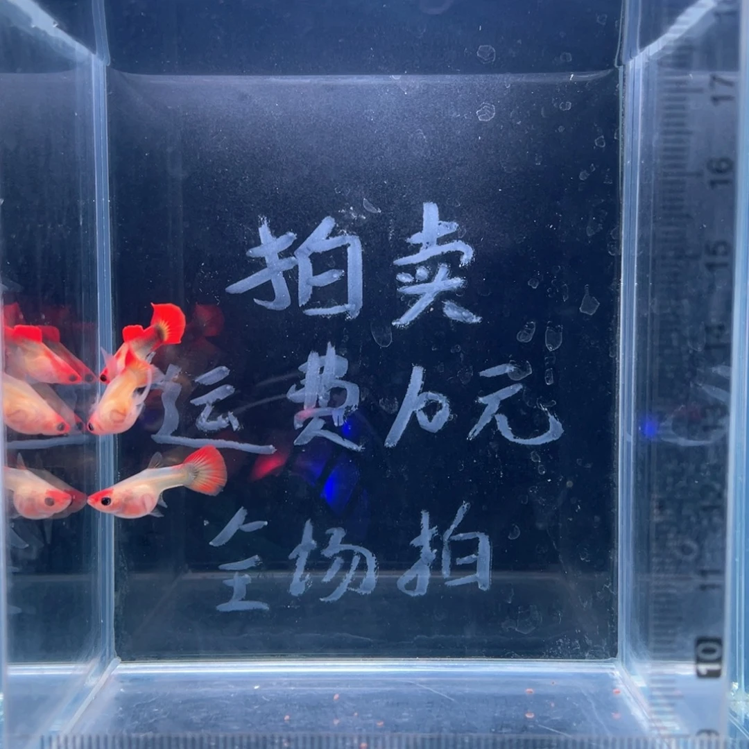 孔雀鱼红头玻璃猫亚成鱼一公二母