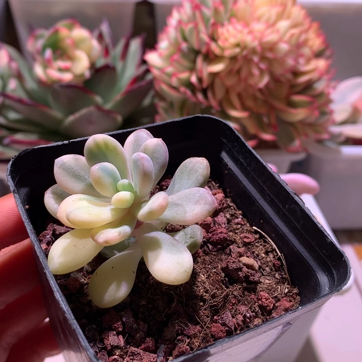 肉***爱粉兔锦拉丝锦锦锦锦