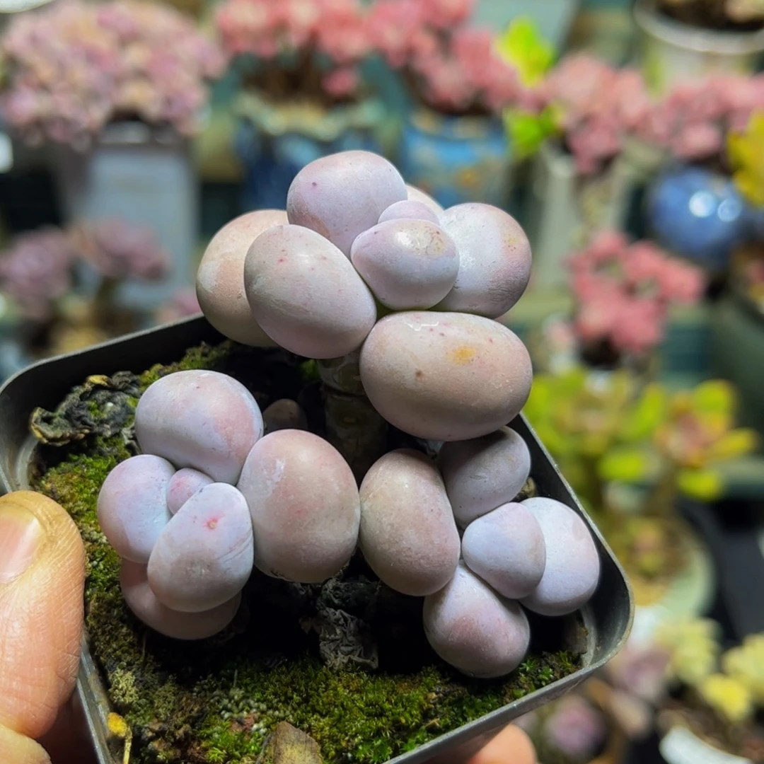 058芭比奶酪6厘米多肉