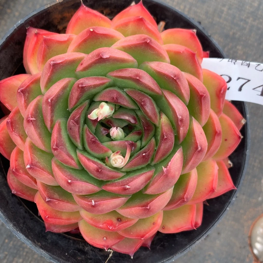 3274杂交精品基地10厘米