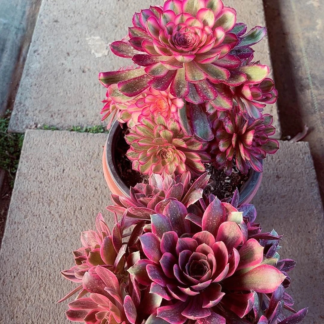 2颗法师锦50漂亮