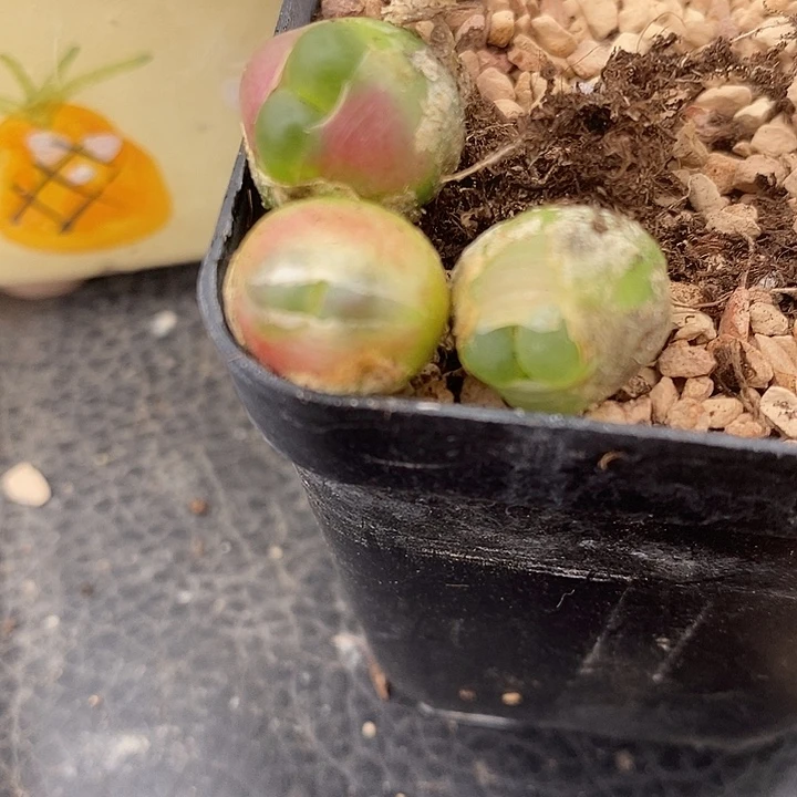 1561拉登三颗一组。