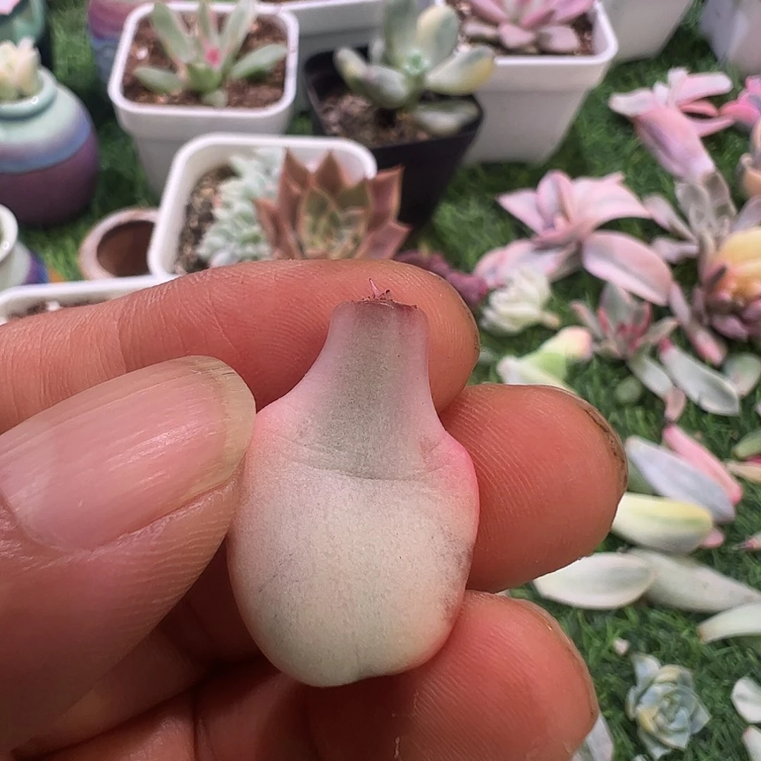 可***乐多肉植物多肉植物