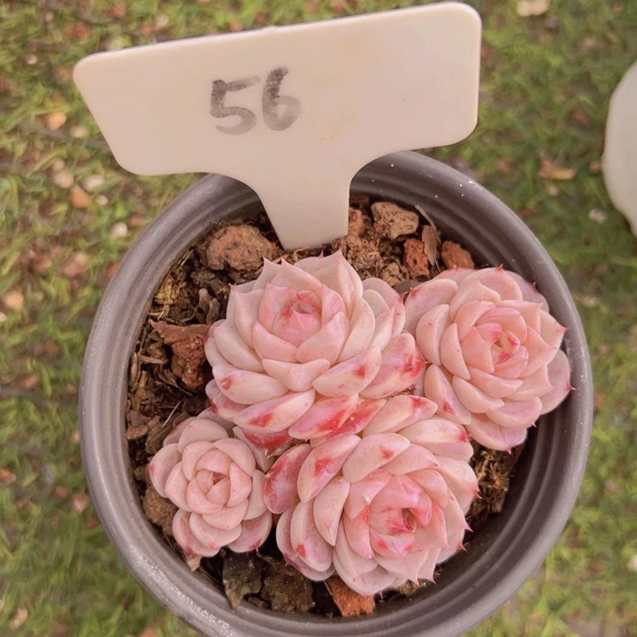 健健康康平平安安