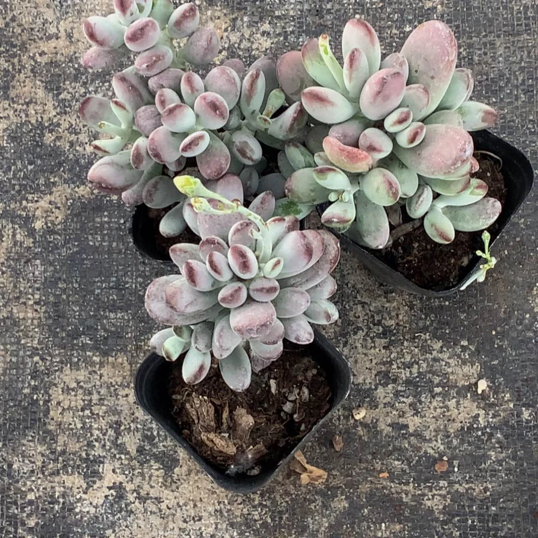 乒乓。 （满9.99包邮 不满9.99发叶子）