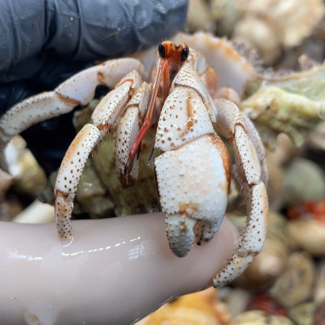 不退不换活体宠物17