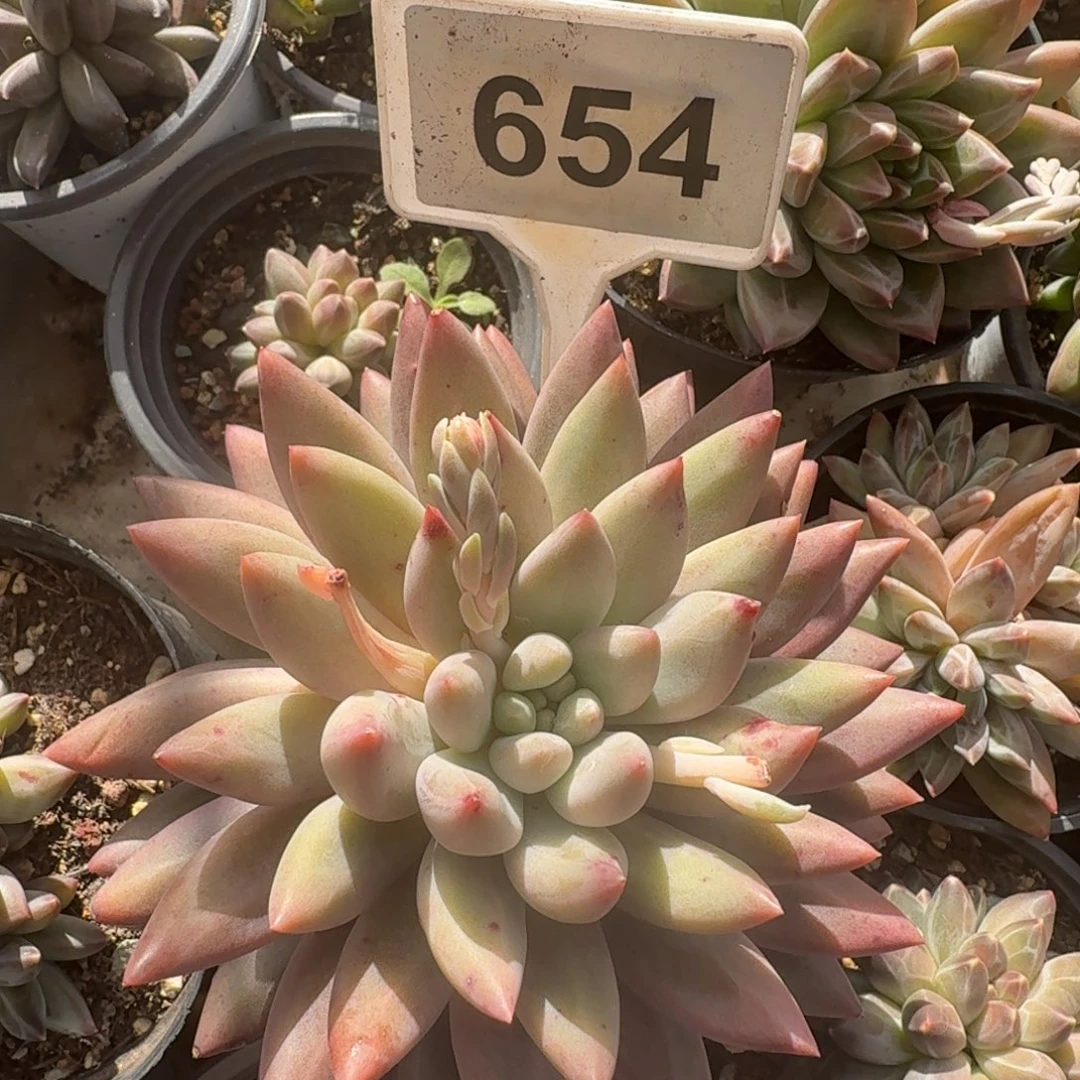 多肉植物漂亮大单头654