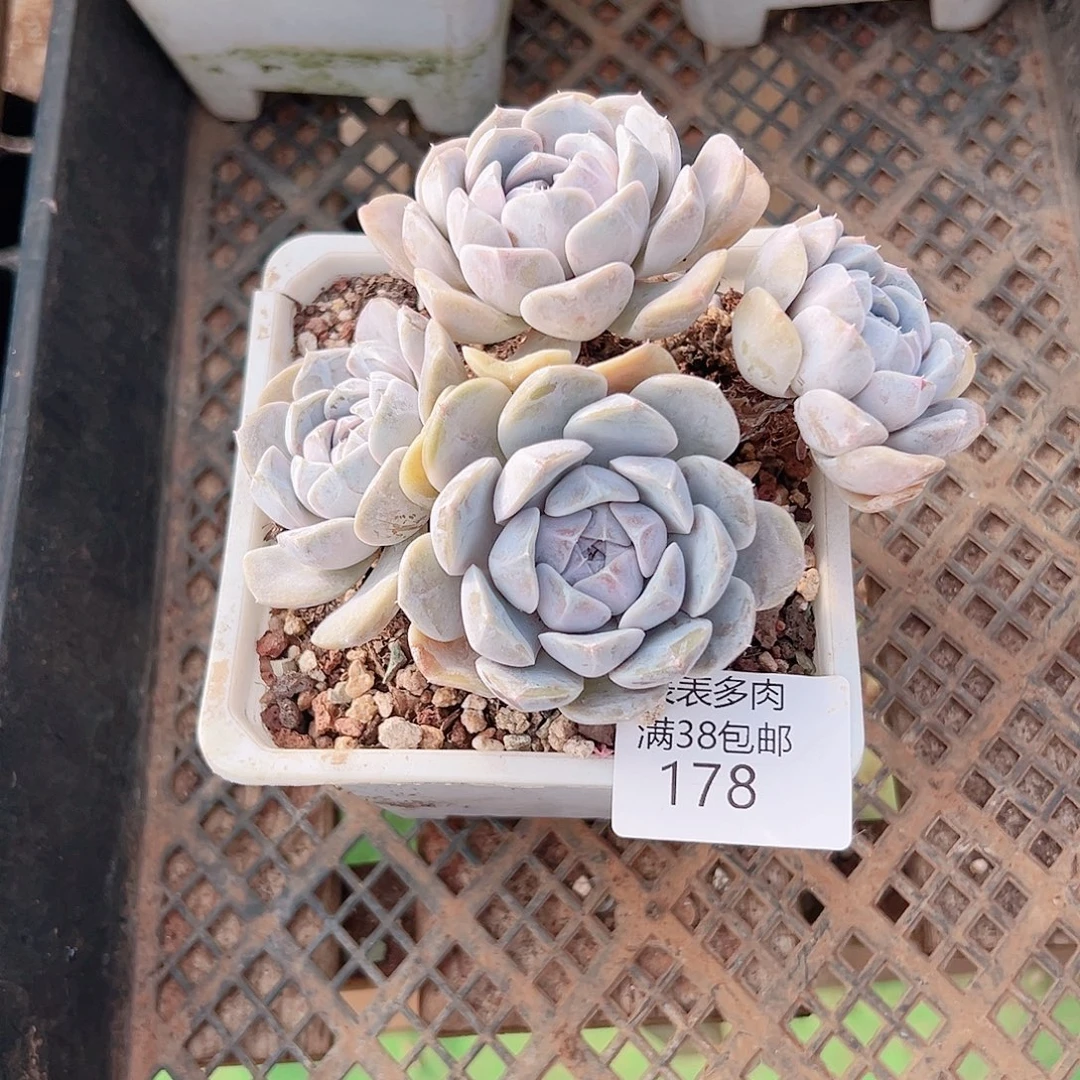 妙***贝多肉一物一拍植物178