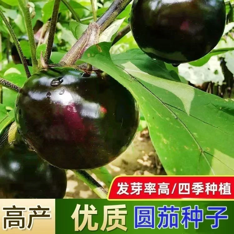 【全场商品满5元包邮】快圆茄种子紫黑大圆茄种籽四季蔬菜黑宝高产
