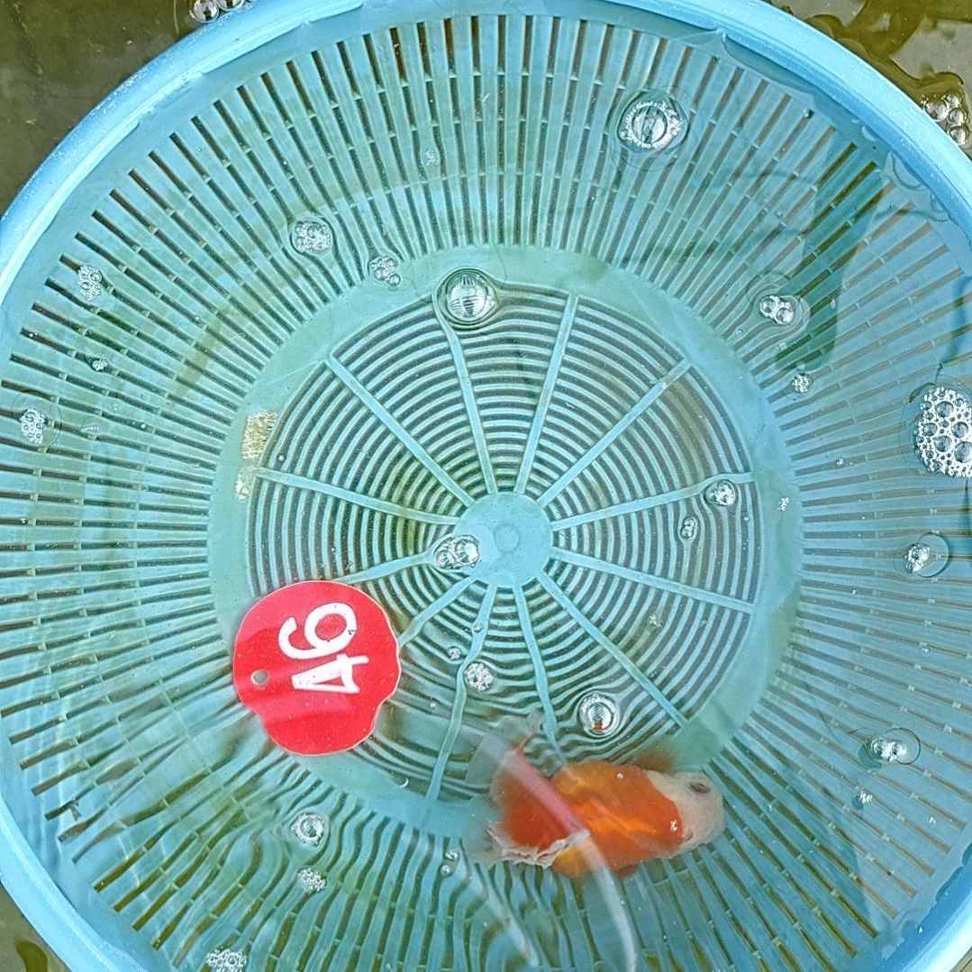 金鱼46卷折直播间看好下单不退不换到货录完整开箱视频有售后