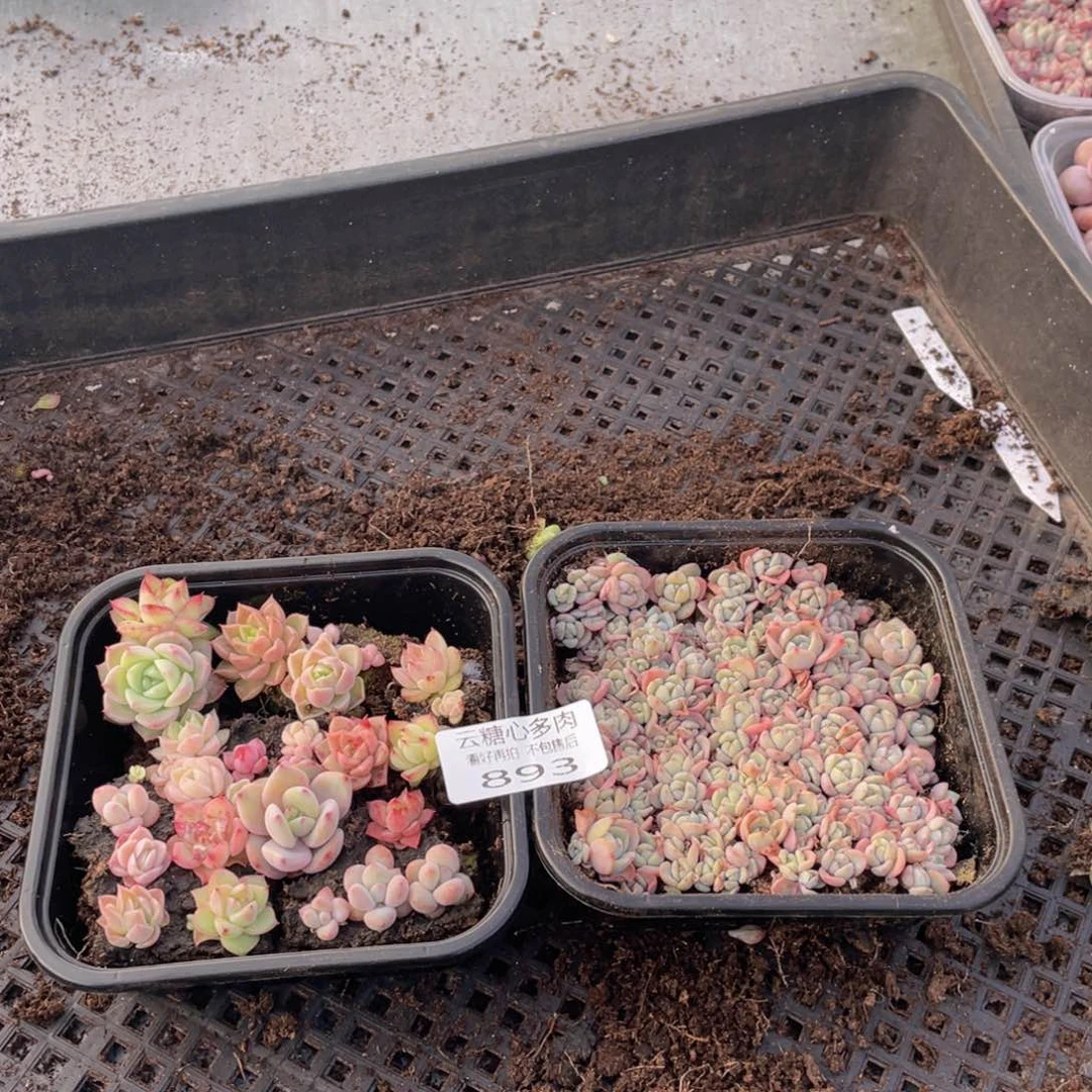 云糖心多肉植物893