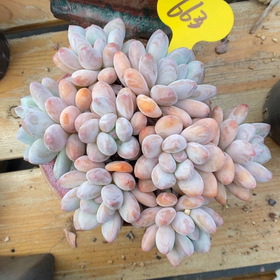 韩货香水群生663号。