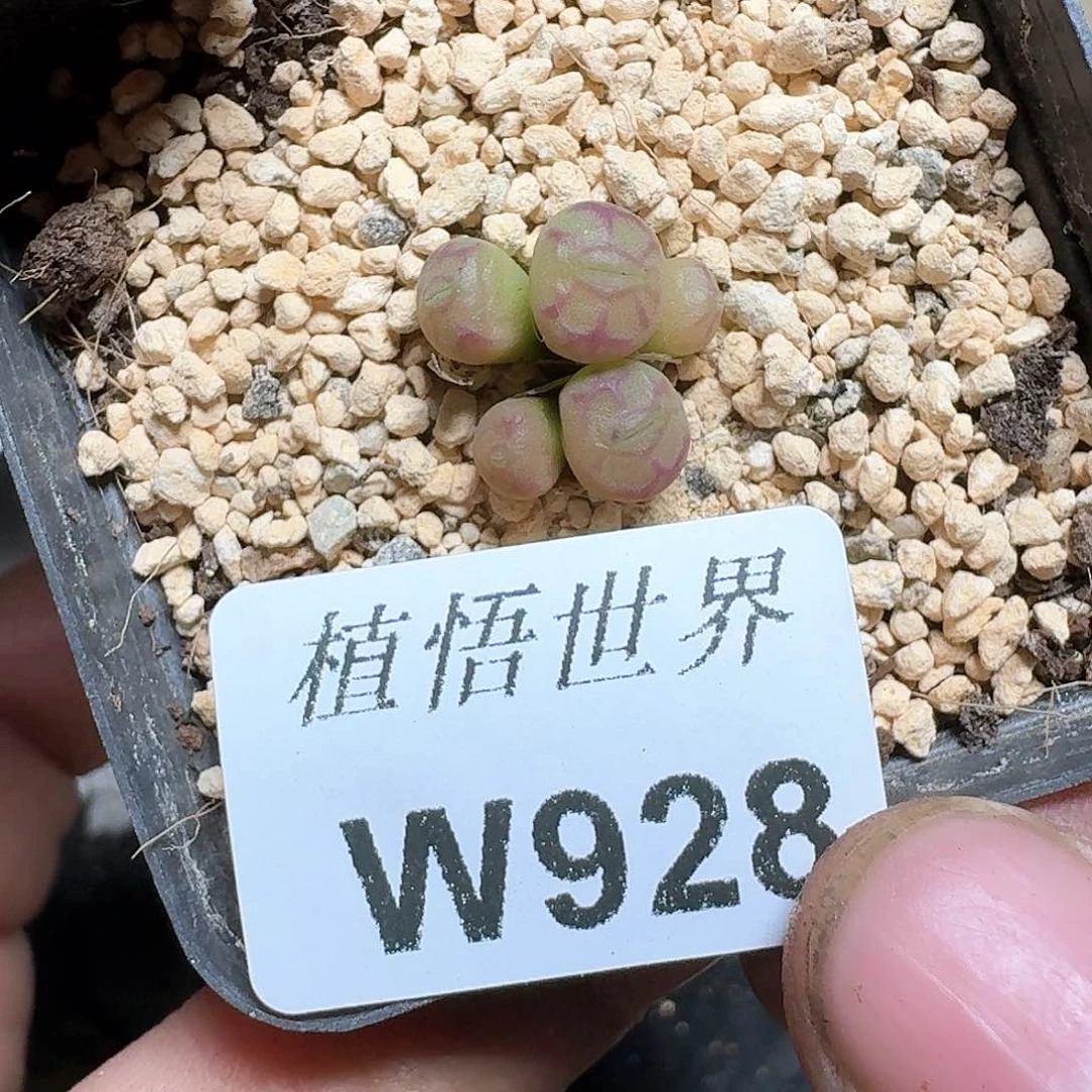 928号多肉植物哇f