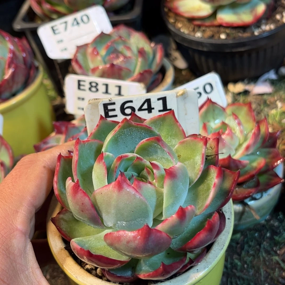 惊鸿一瞥641号多肉