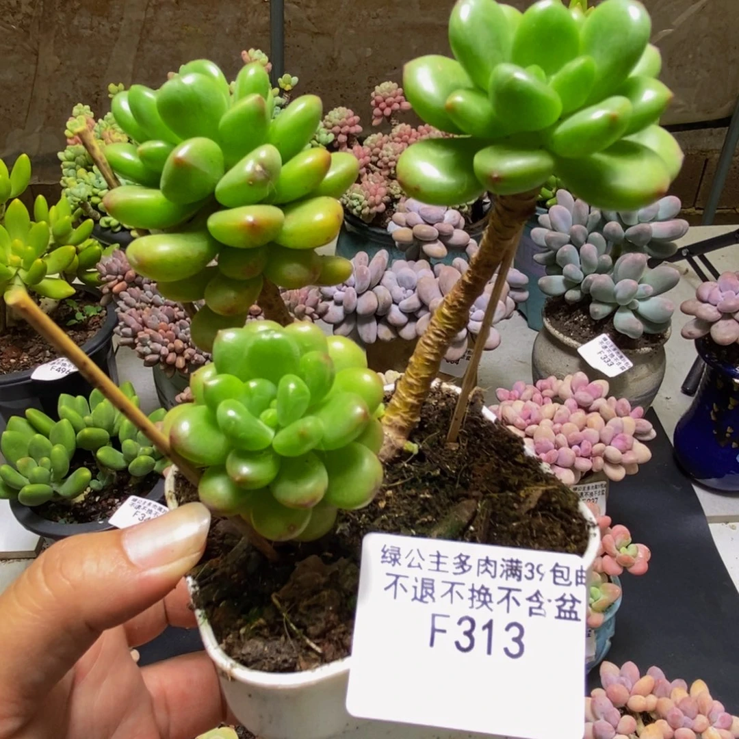 313香格里拉8cm多肉