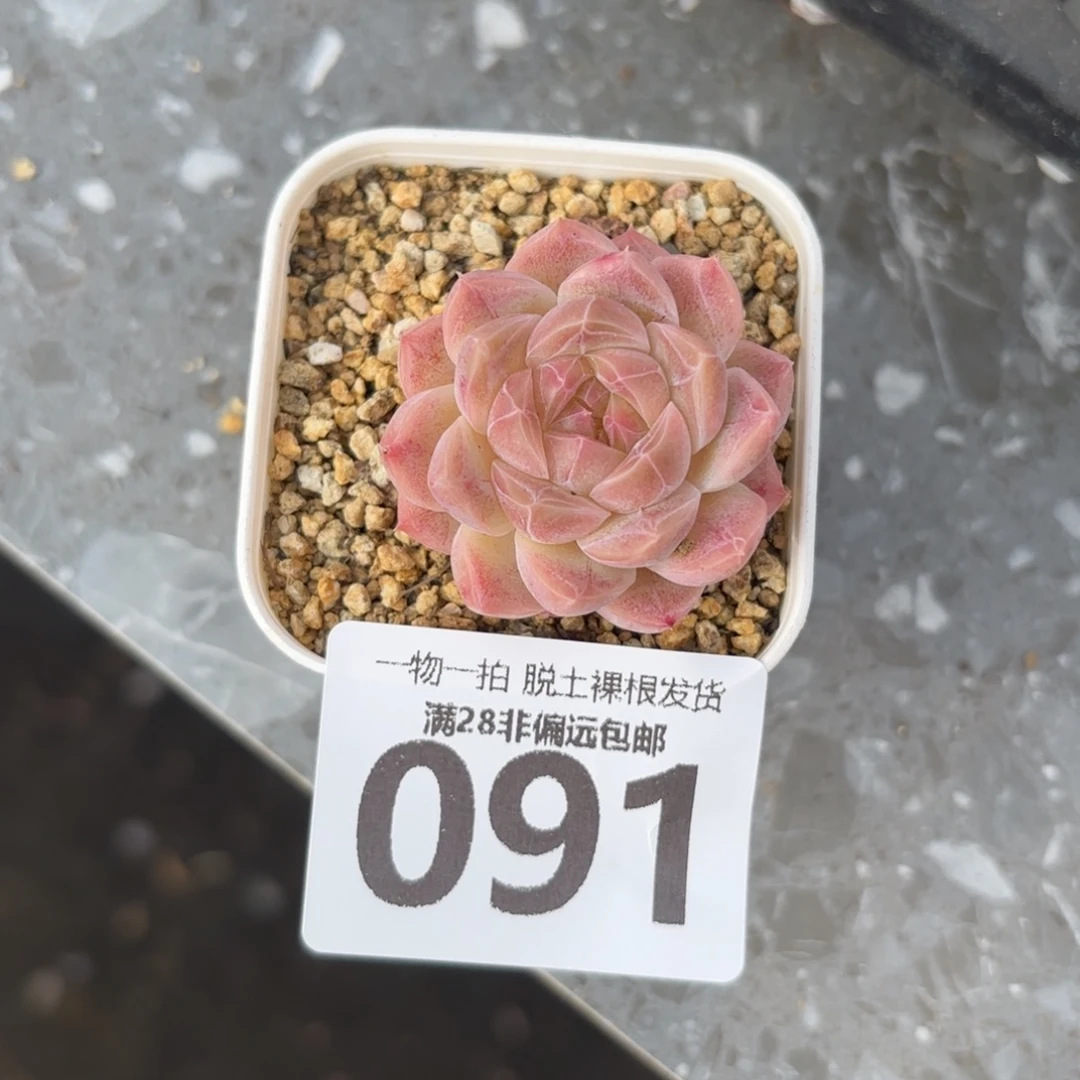 桔子糖单头无盆土发货