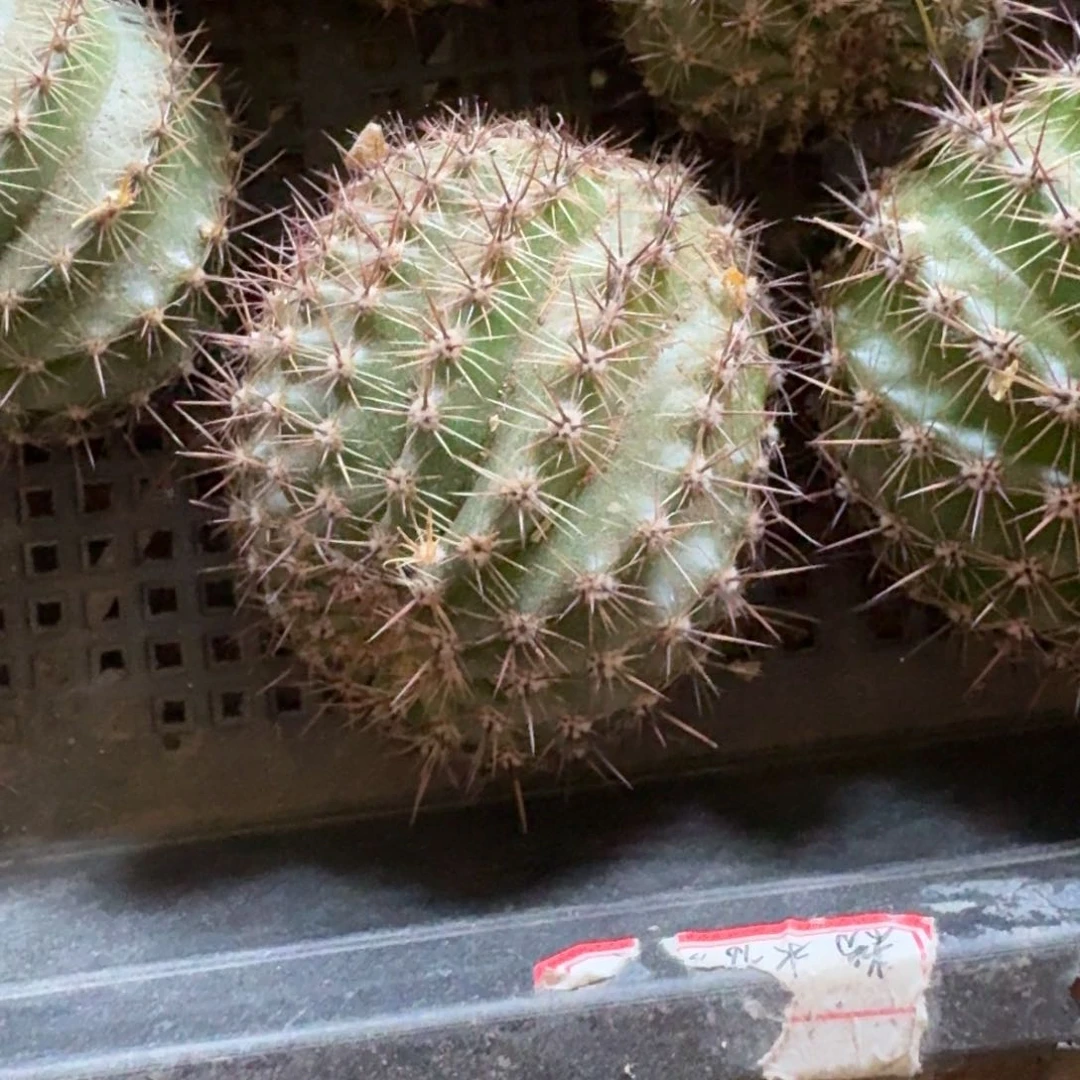 360彩草舞会歪无根侧牙4公分左右，20包邮