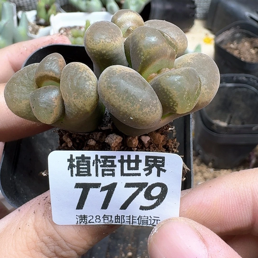 多肉植物的润泽rv