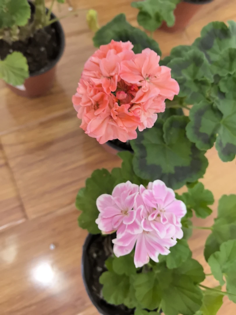 【童话故事+橘子果酱（小苗）】2颗天竺葵组合