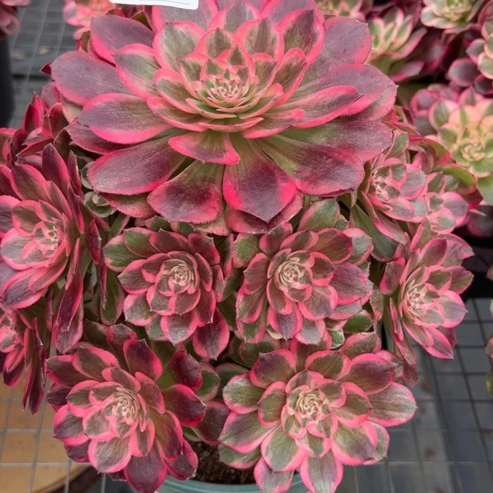 283云荷23厘米左右