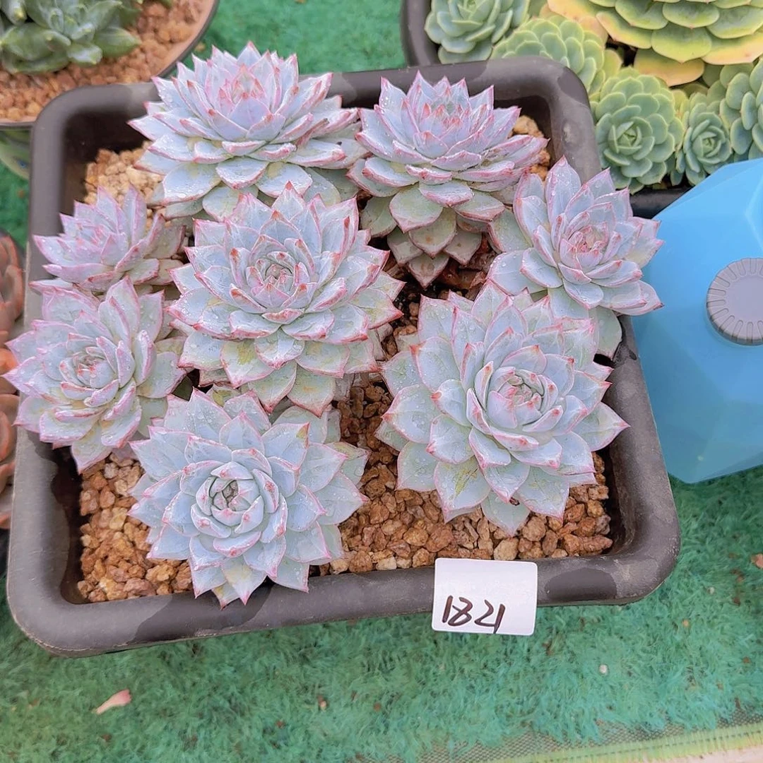 小***～1821粉蓝鸟多肉植物