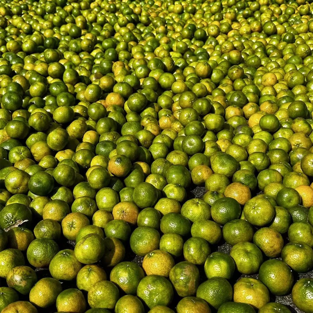 【福利】通用链接 陈皮  核心产区 新会发货 新会陈皮