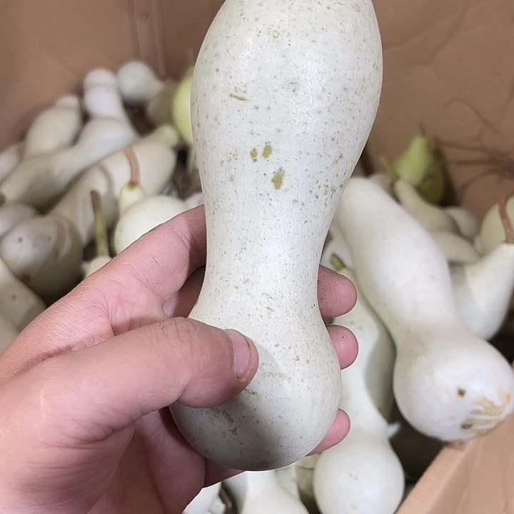 大果紫檀（缅甸花梨）沧****T
