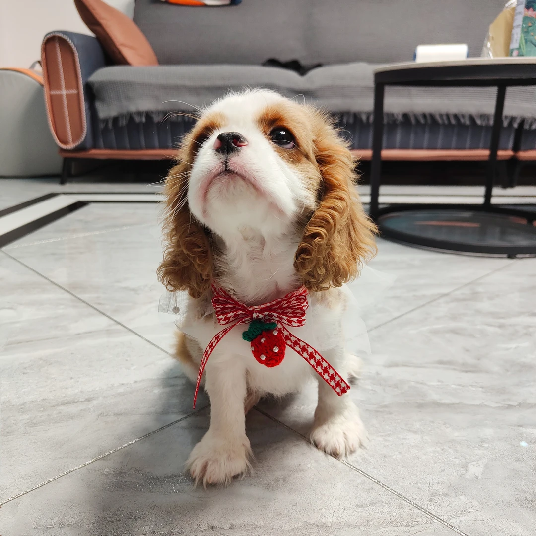 大洋家查理王小猎犬狗狗伴侣犬女朋友礼物聪明温顺乖小狗
