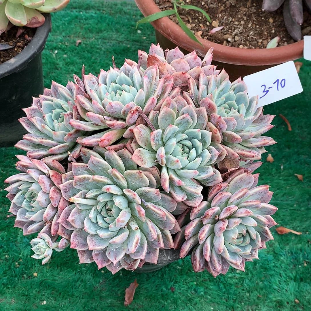 霜花一物一拍3-70