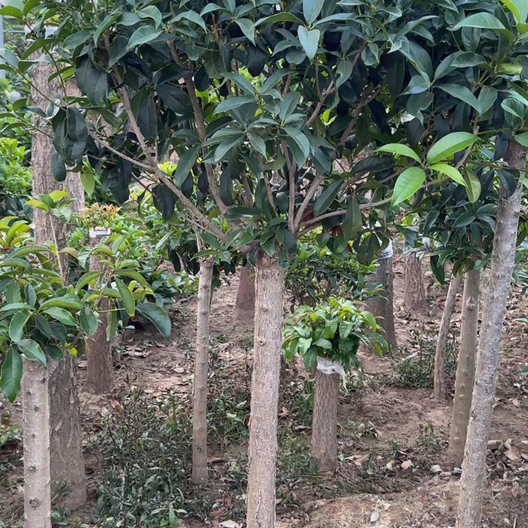无花朵登**属桂花。八月桂系列