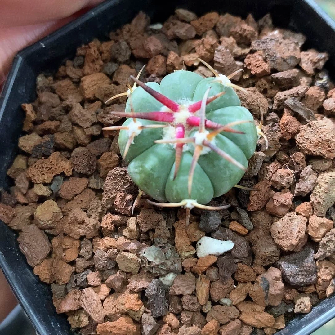 孤品实生顶级种源白刺翠平丸2.3cm仙人球