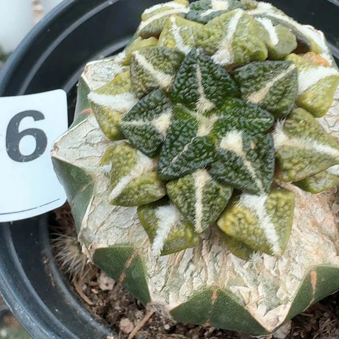 【闪购商品】无花朵丁*酷大尤黑锦386