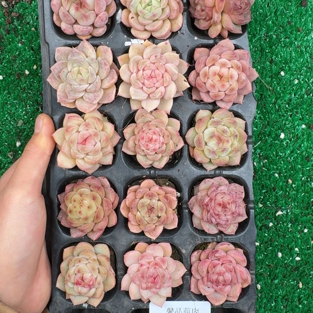 多肉一物一拍13-137