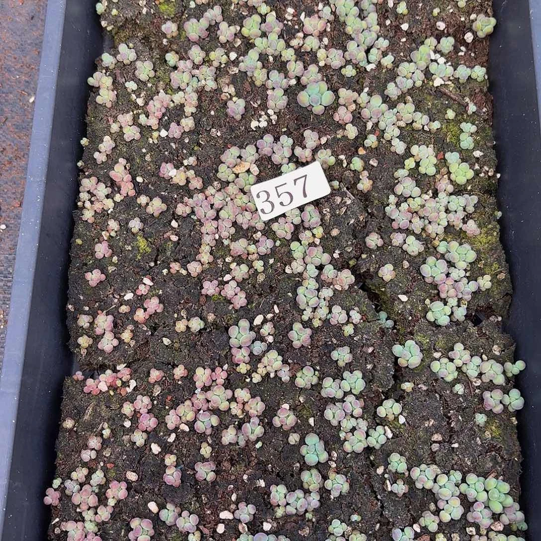 藏**呀多肉植物多肉植物357