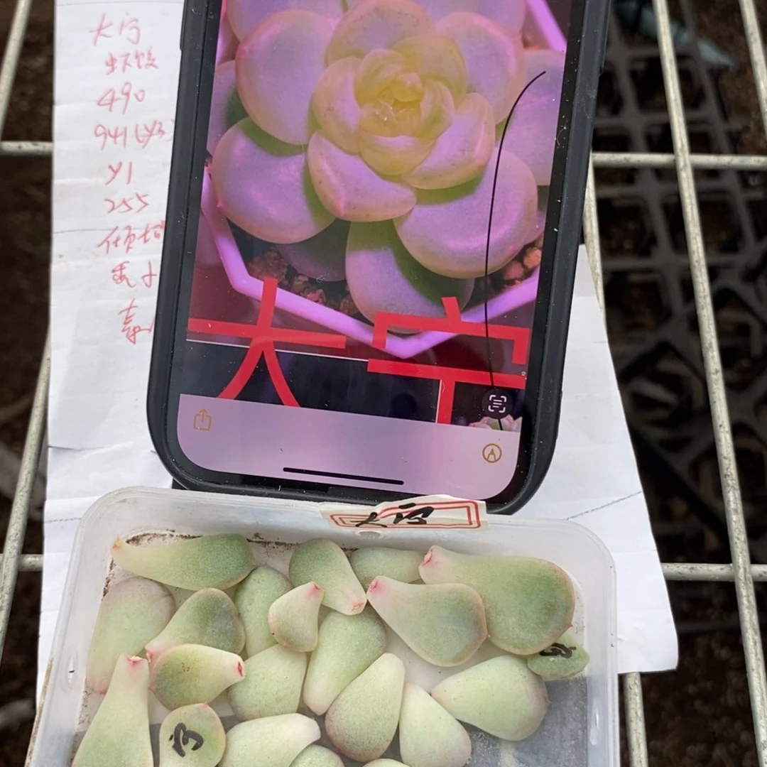 大宁甜心纯叶片一个