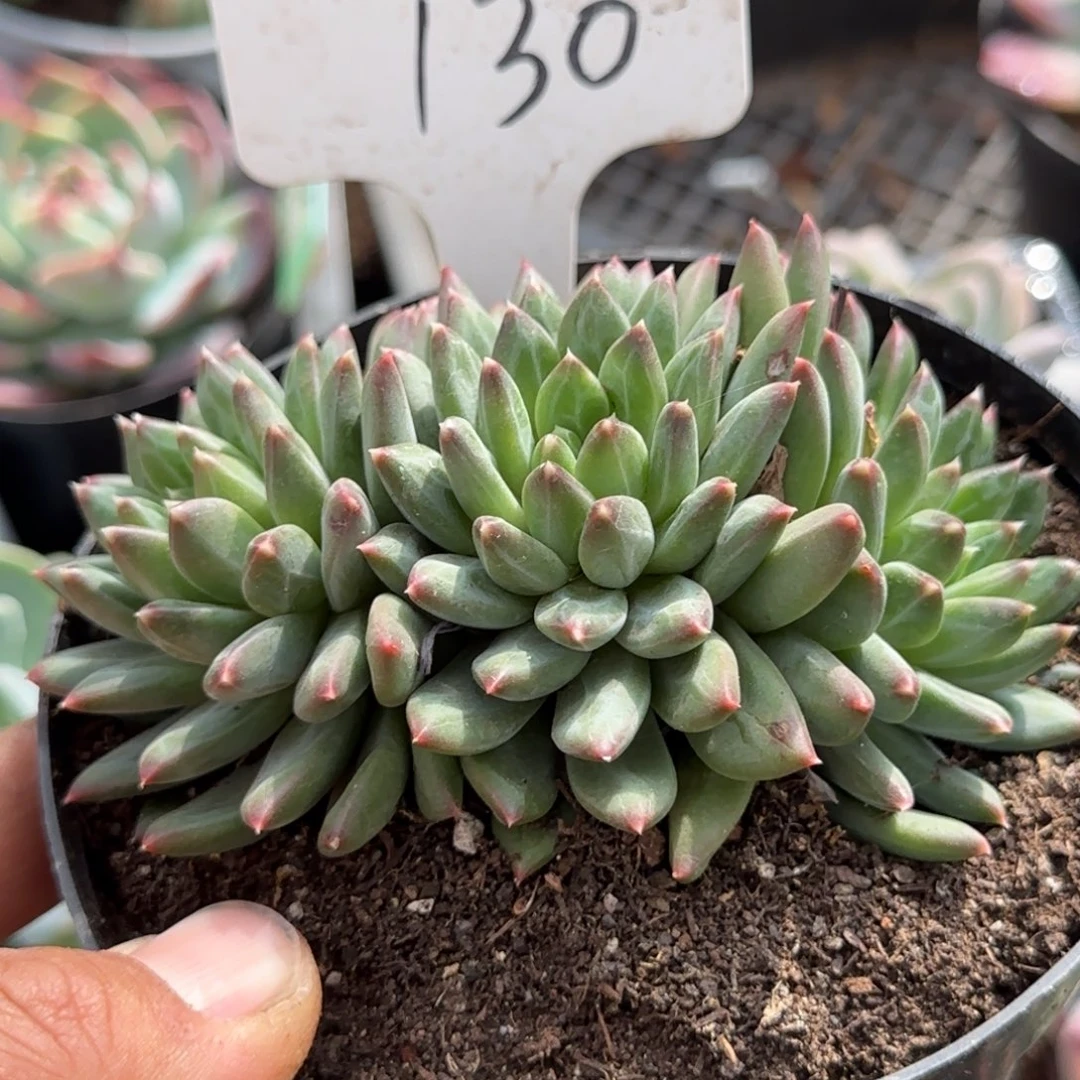 青花瓷惊鸿一物一拍包装收缩花旱