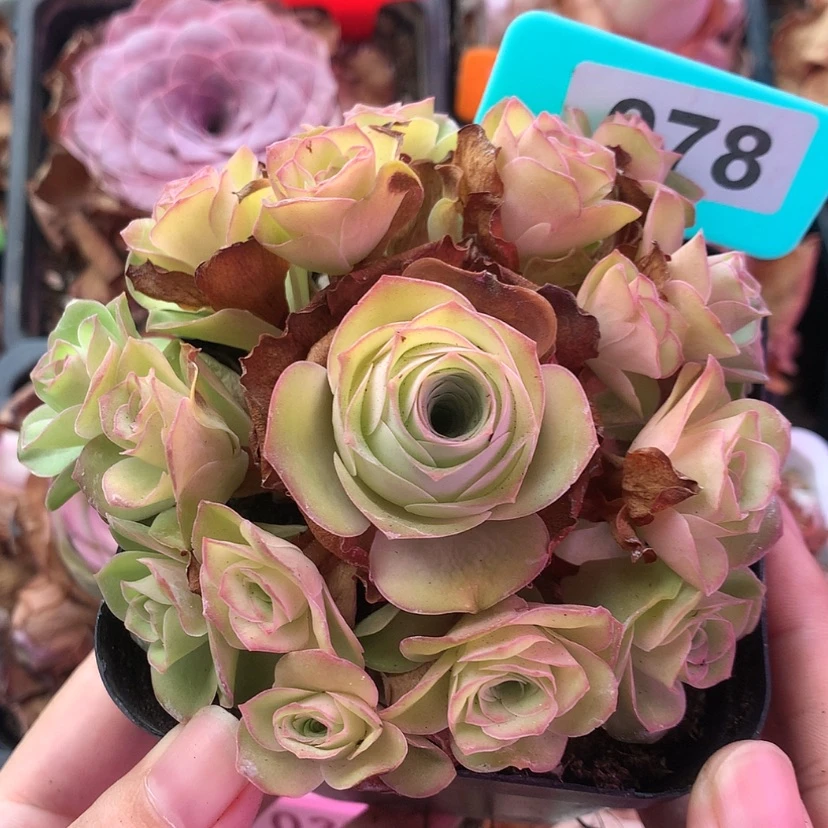 【闪购商品】月影寒078