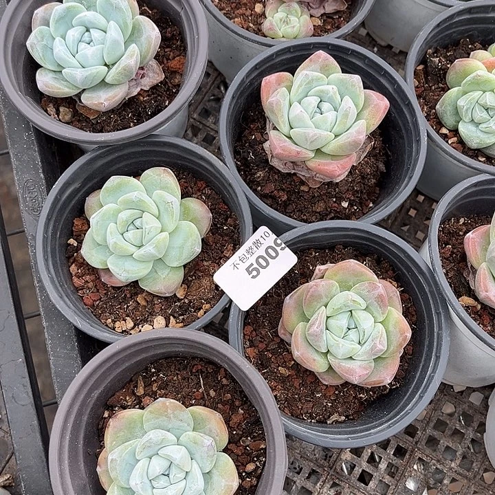 阿雅园艺。        5009冰玉四颗